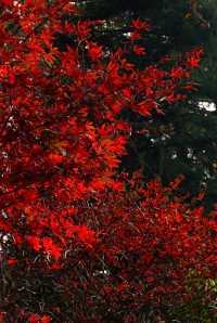 在廬山，抓住了秋天的尾巴