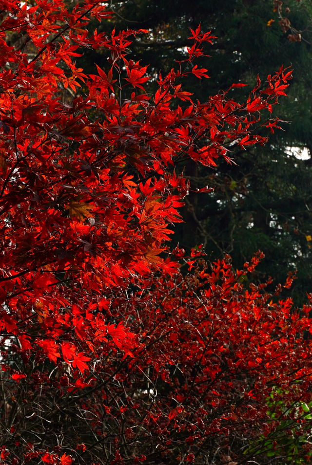 在廬山，抓住了秋天的尾巴