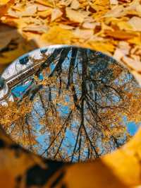 親測更新｜莫干山賞楓私藏路線