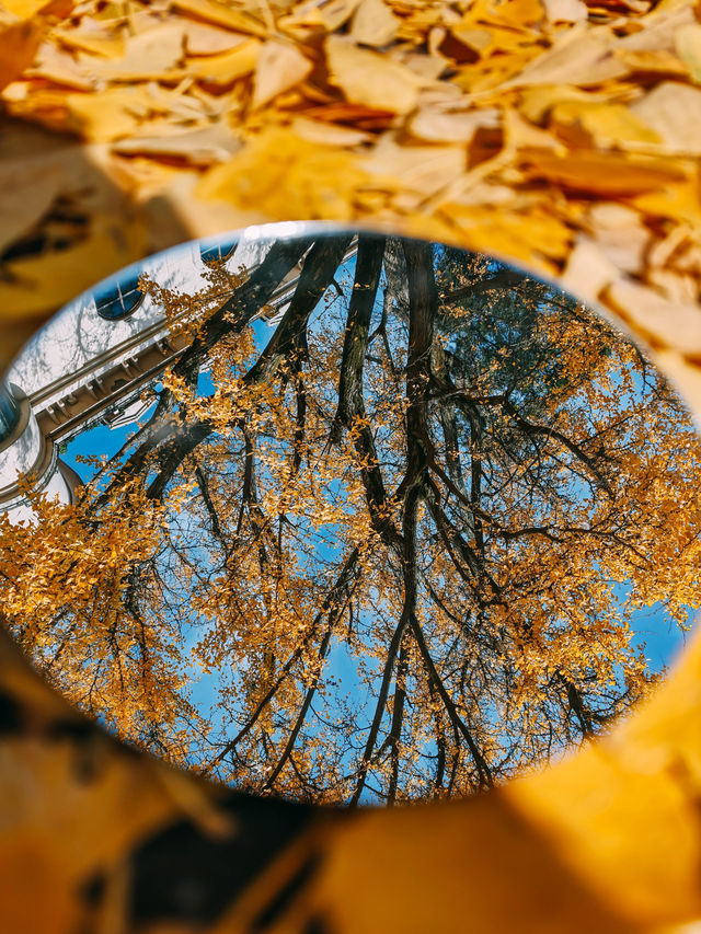 親測更新｜莫干山賞楓私藏路線