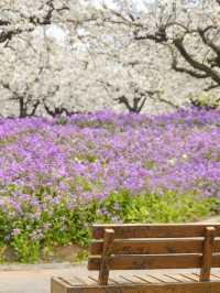 三臺山梨蘭會，浪漫的天花板！