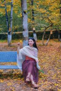 銀杏染秋，南雄赴一場黃金之約 