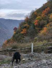 平武沙棘溝彩林形成了,付攻略!