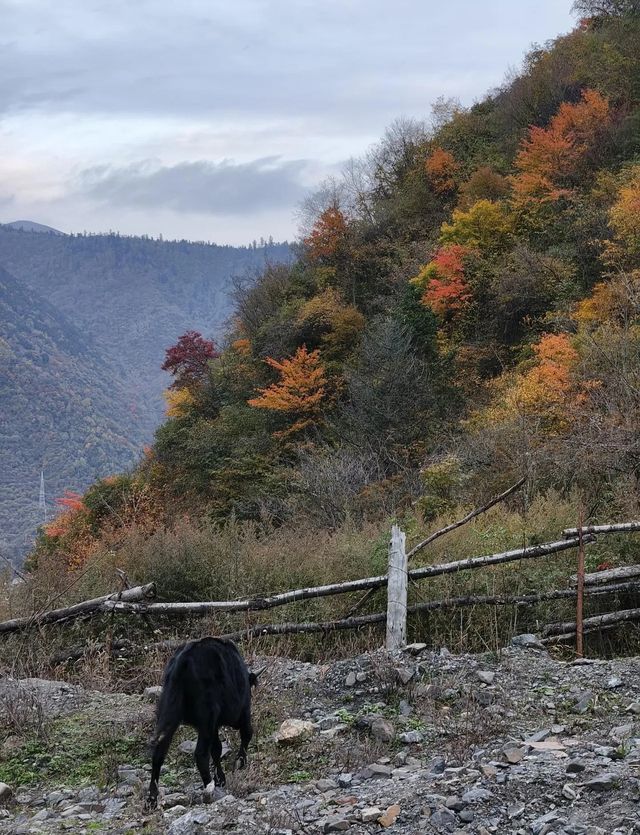 平武沙棘溝彩林形成了,付攻略! 平武沙棘溝彩林形成了,付攻略!