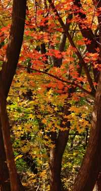 秋日限定：青島北嶺山森林公園紅葉全攻略 