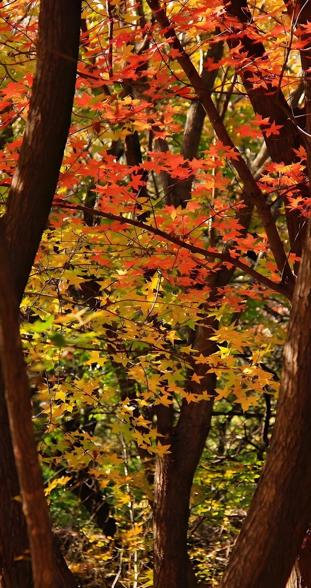 秋日限定：青島北嶺山森林公園紅葉全攻略 