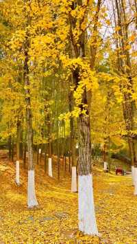 長沙的秋天，一半是古寺禪意，一半是金色浪漫