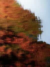 秋日陰雨漫步水杉林