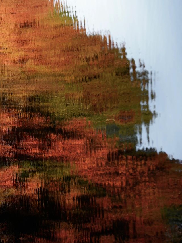 秋日陰雨漫步水杉林 秋日陰雨漫步水杉林