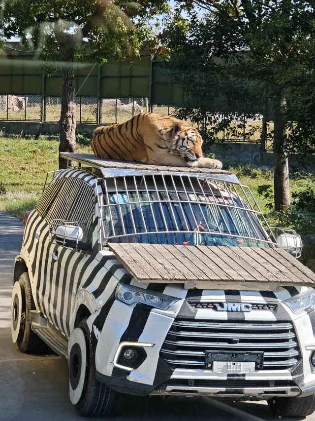 上海野生動物園的快樂 上海野生動物園的快樂