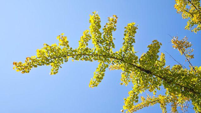 當銀杏樹與老房子同框時,我恍惚瞬間代入到那峥嵘歲月的日子 當銀杏樹與老房子同框時,我恍惚瞬間代入到那峥嵘歲月的日子