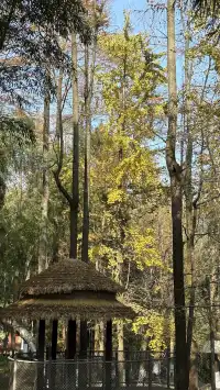 趁紅楓銀杏未落，走一趟莫干山蔣公古道吧！