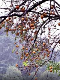 江浙滬週末徒步天花板絕美竹林秘境路線公開！