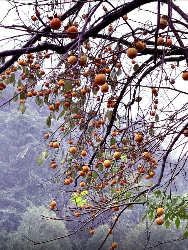 江浙滬週末徒步天花板絕美竹林秘境路線公開！