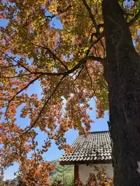今日實況,指南村的楓葉紅了