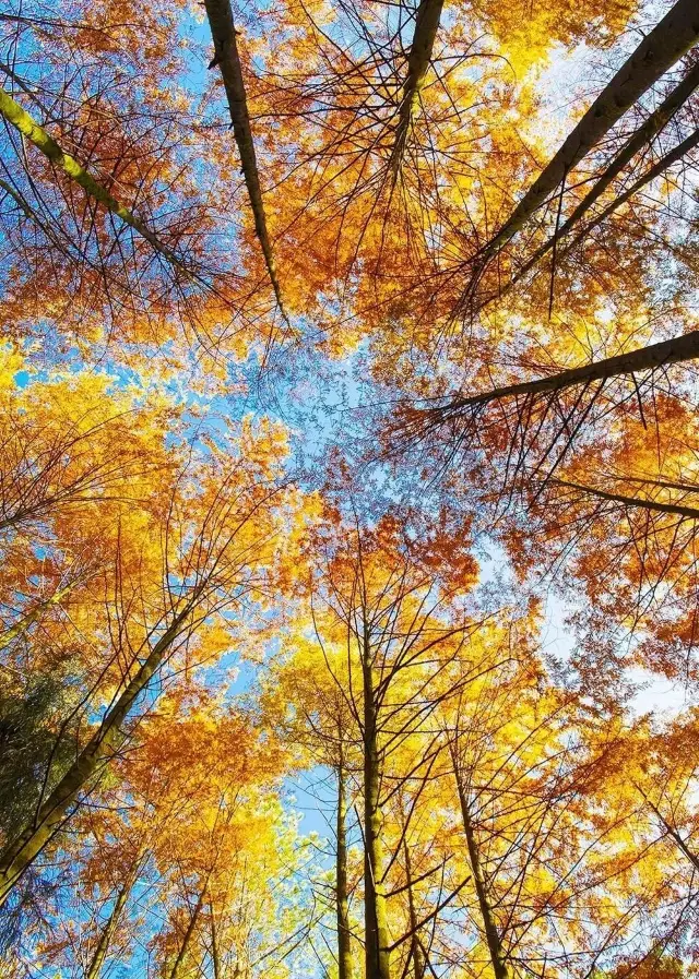 Vientiane | The Winter Song of Guangyuan