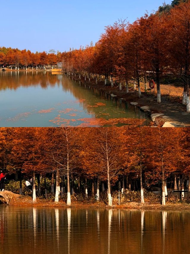 冬日的浪漫是落羽杉給的,太出片了! 冬日的浪漫是落羽杉給的,太出片了!