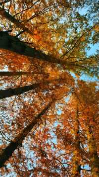 深秋限定合肥逍遙津的絕美金色童話