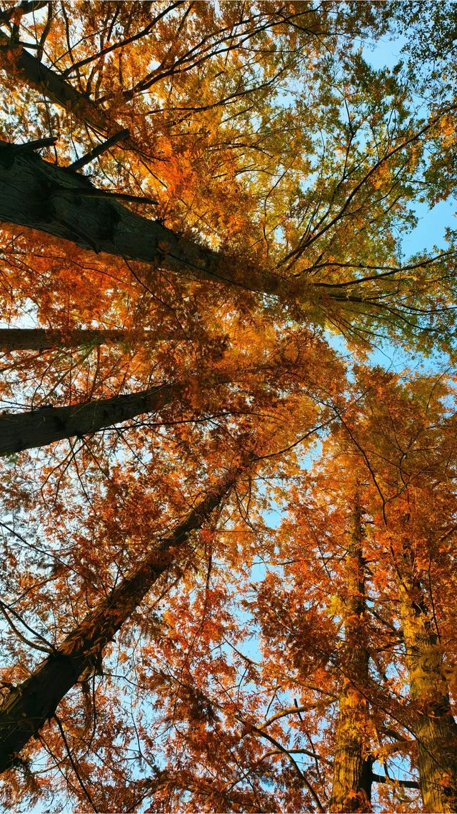 深秋限定合肥逍遙津的絕美金色童話 深秋限定合肥逍遙津的絕美金色童話