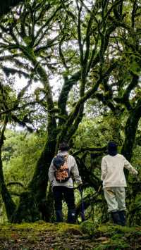 徒步在真正的天然氧吧之中~