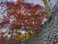 莫干山紅葉美到極致