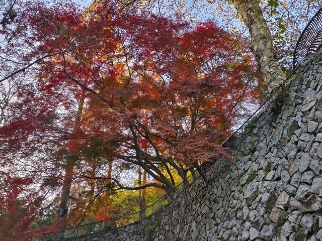 莫干山紅葉美到極致