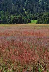 探秘西藏魯朗林海:來了就不想走的東方瑞士