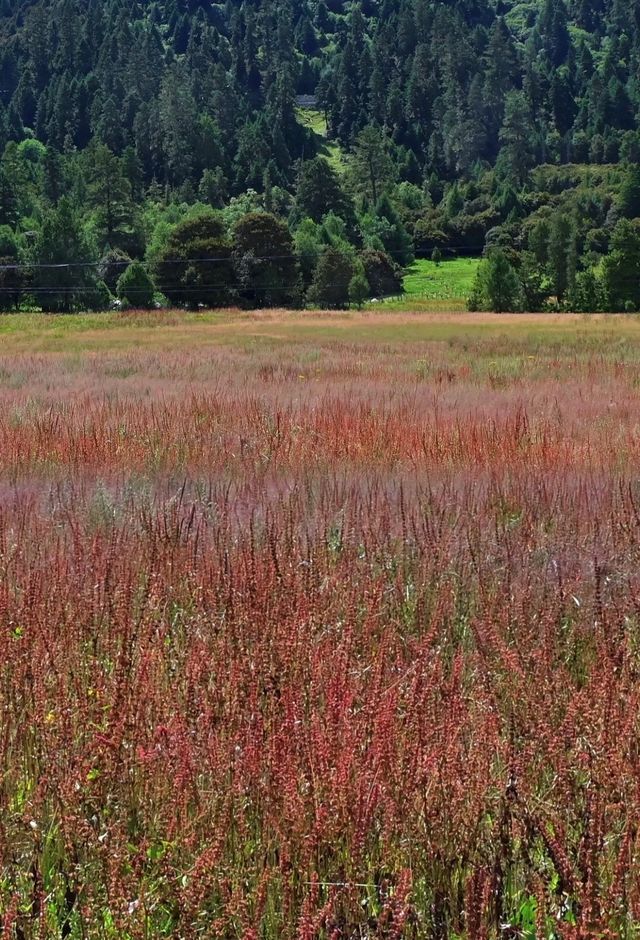 探秘西藏魯朗林海:來了就不想走的東方瑞士 探秘西藏魯朗林海:來了就不想走的東方瑞士