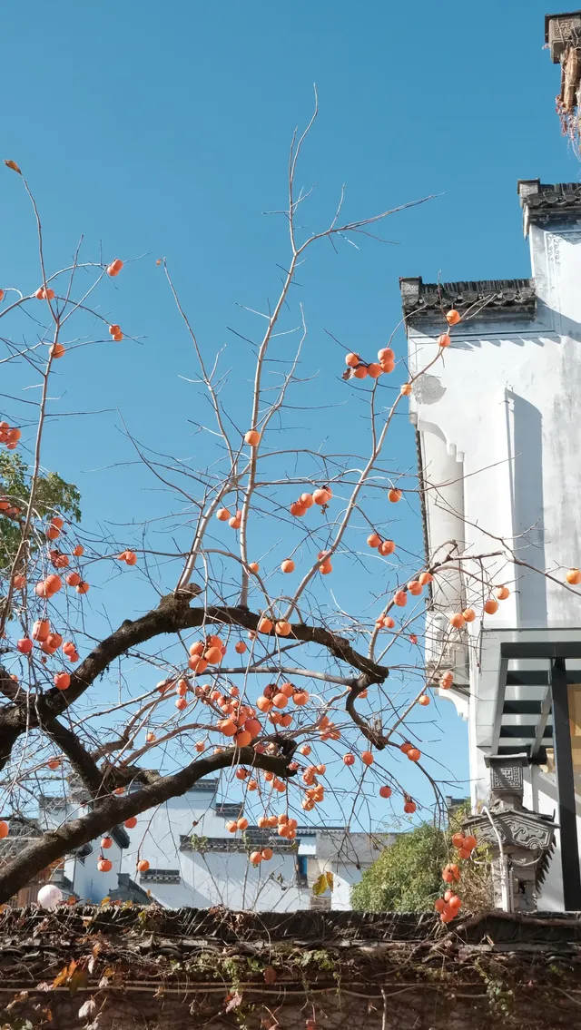 南京周邊遊——皖南的秋