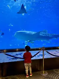 在漫天煙花下坐旋轉木馬，五天四晚玩不夠！