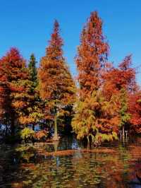 鎮江金山湖水杉林全攻略邂逅初冬童話秘境