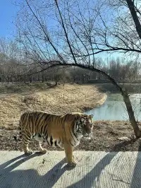 哈爾濱東北虎林園半日遊！！（內含攻略）