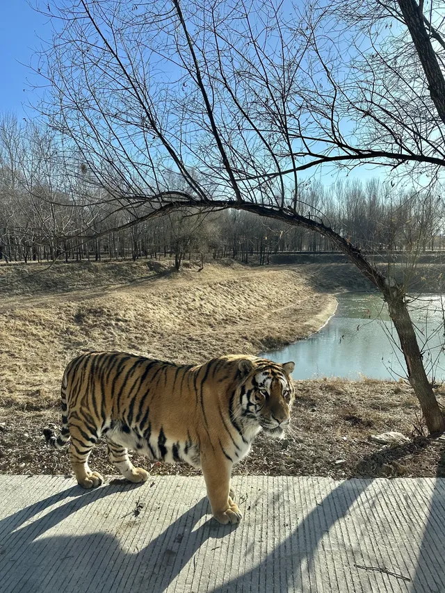 哈爾濱東北虎林園半日遊！！（內含攻略）