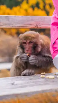 稻城亞丁拍到的各種野生動物