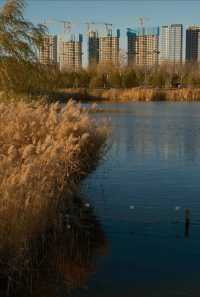 褪去夏日的喧囂，擁抱冬日的詩篇：晉陽湖蘆葦蕩