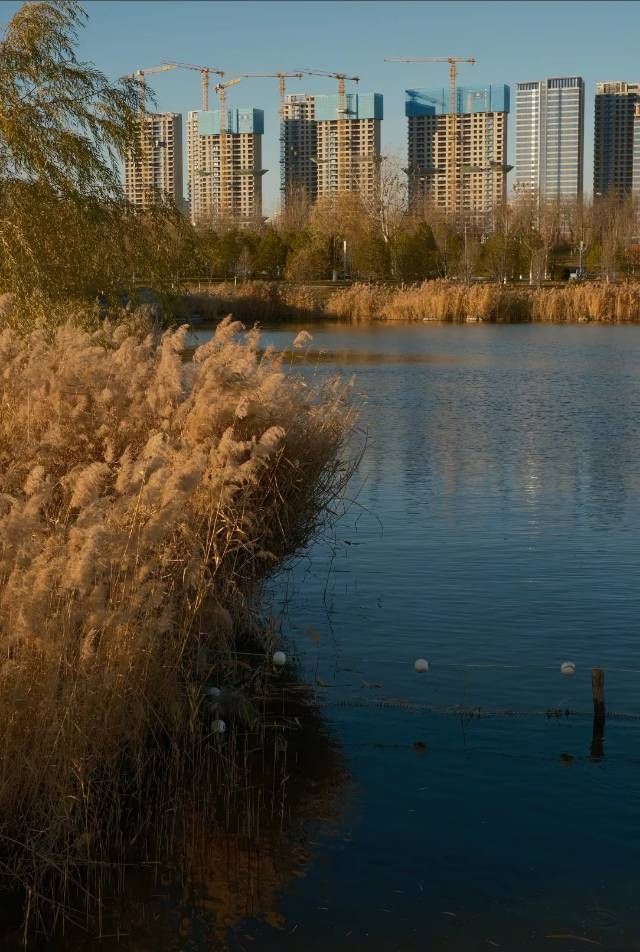 褪去夏日的喧囂，擁抱冬日的詩篇：晉陽湖蘆葦蕩