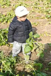 米禾農場真的去不夠|挖完紅薯拔蘿蔔