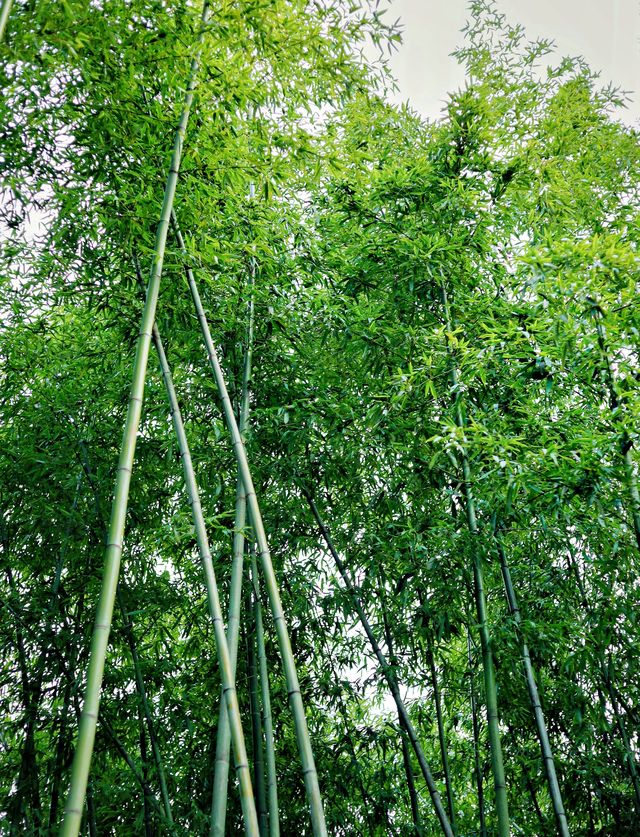 合肥私藏City walk路線 暢行霸都 合肥私藏City walk路線 暢行霸都