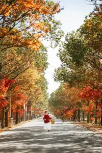 上海這裡的楓葉已經next level！附打卡路線