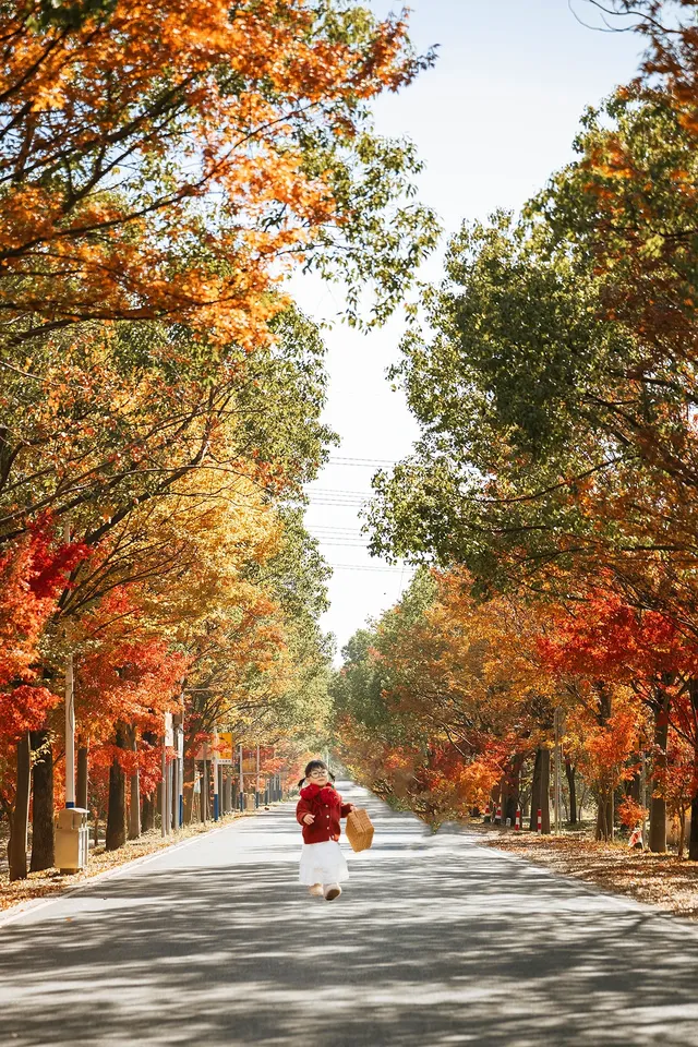 上海這裡的楓葉已經next level！附打卡路線