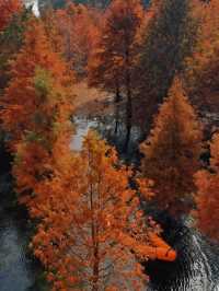 承包紅杉林、古村與銀杏,這條路線美得省心又清澈