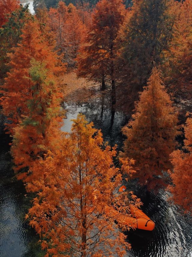 承包紅杉林、古村與銀杏,這條路線美得省心又清澈 承包紅杉林、古村與銀杏,這條路線美得省心又清澈