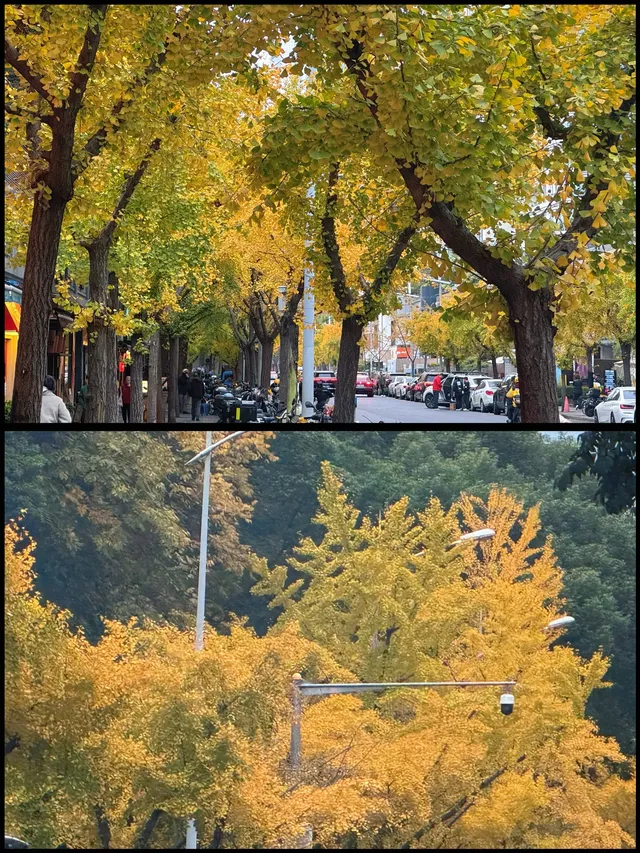 速藏靜安秋景限時上新附打卡指南！