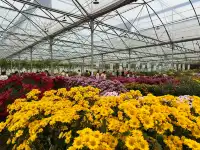 2025深圳大鵬菊花展