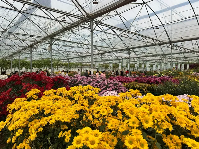 2025深圳大鵬菊花展 2025深圳大鵬菊花展
