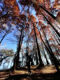 12月洱海!闖入現實版《小森林》紅杉秘境!