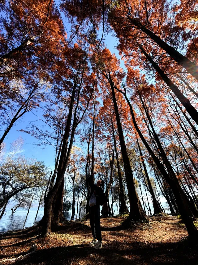 12月洱海!闖入現實版《小森林》紅杉秘境! 12月洱海!闖入現實版《小森林》紅杉秘境!