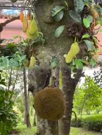 萬寧不止有海|闖入740畝熱帶植物王國