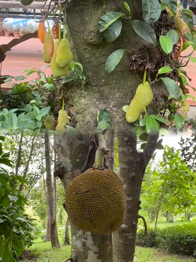 萬寧不止有海|闖入740畝熱帶植物王國 萬寧不止有海|闖入740畝熱帶植物王國