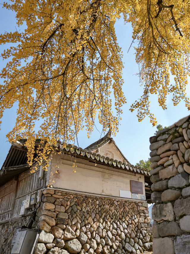 不是騰衝!在溫州!浙南12月濃烈的生命力~ 不是騰衝!在溫州!浙南12月濃烈的生命力~